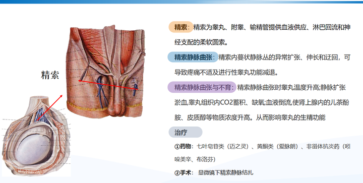 精子活力差补什么硒