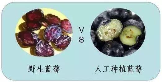 眼睛干涩胀痛吃补硒