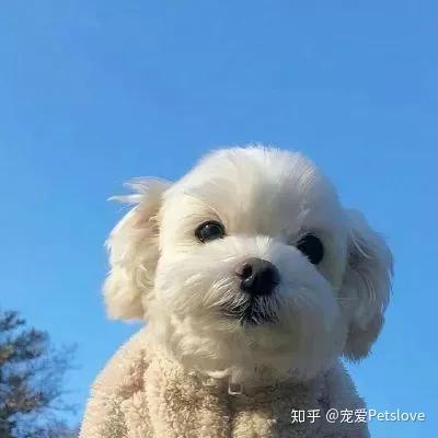 大骨汤能补钙吗