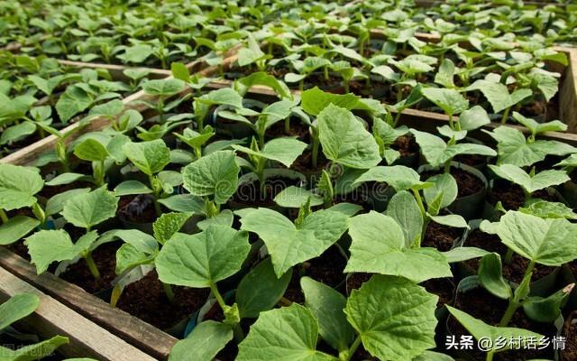 怎么给蔬菜补硒肥料