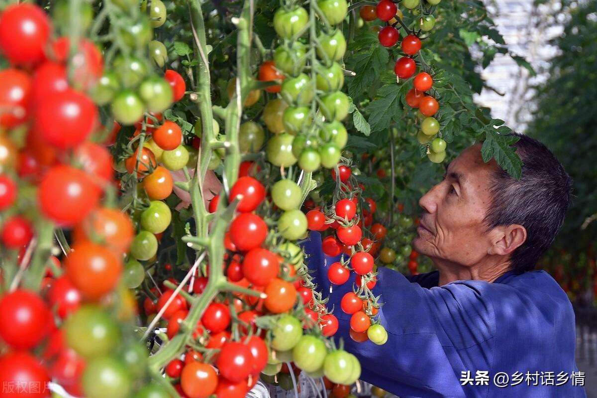 怎么给蔬菜补硒肥料