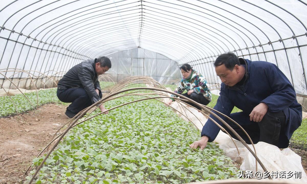 怎么给蔬菜补硒肥料