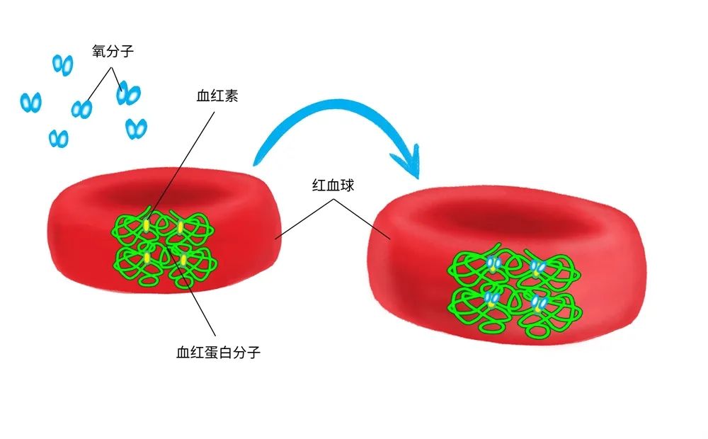 地贫可以补铁吗