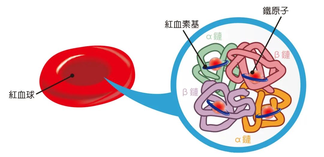 地贫可以补铁吗