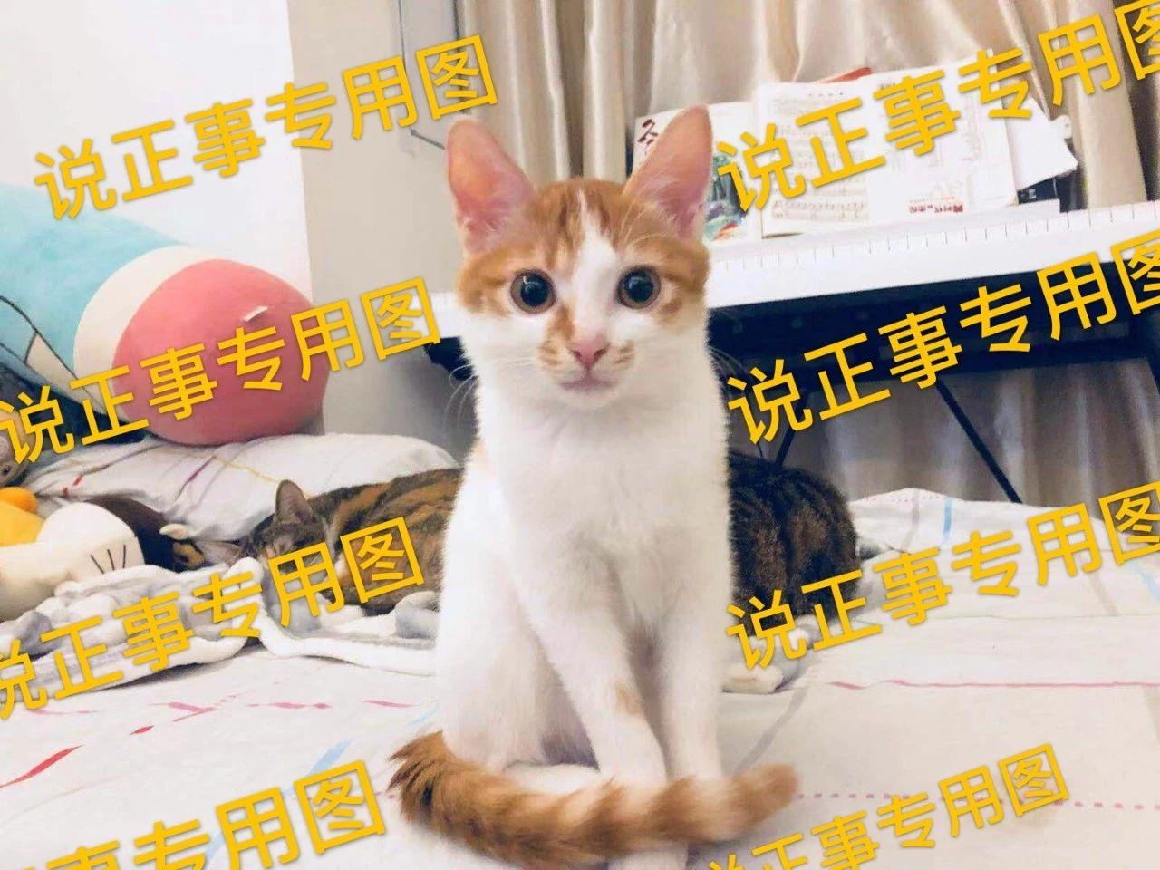 怎么给猫补钙