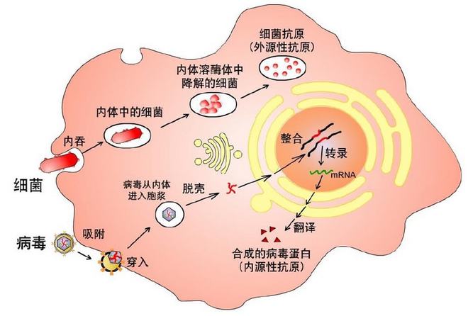 补硒食物芦笋有哪些