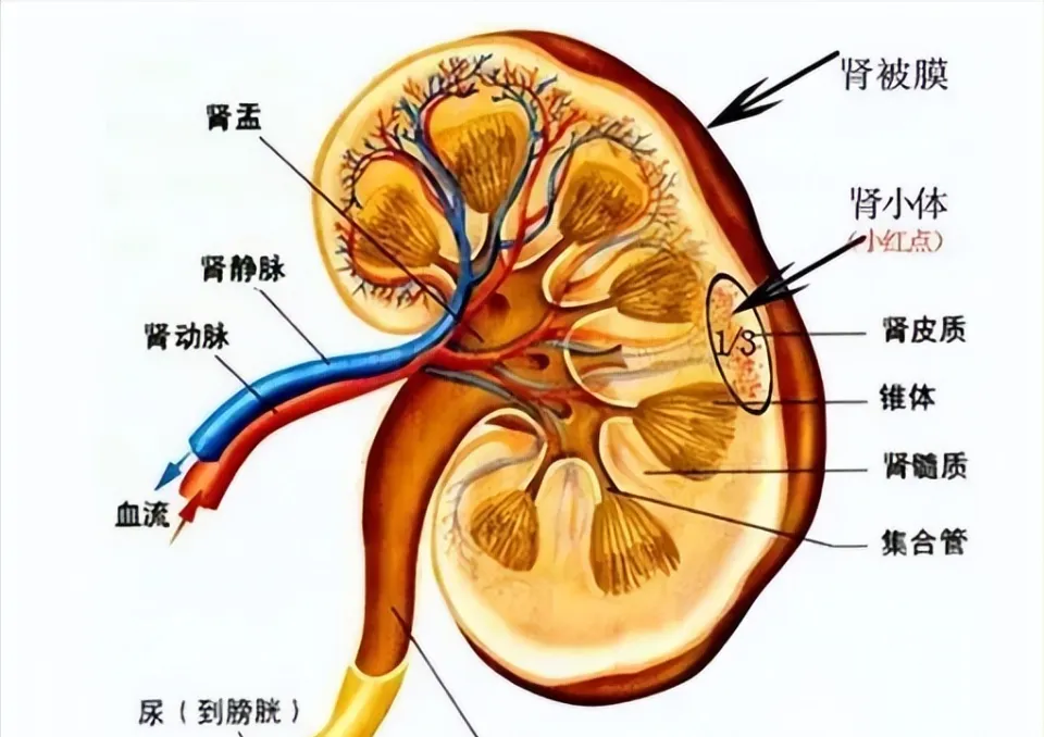 钠是微量元素吗