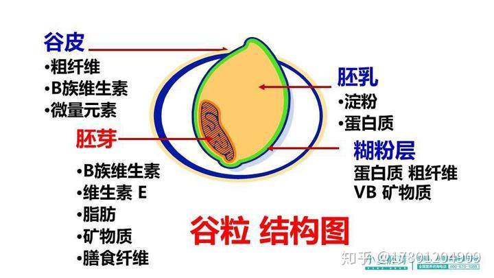 补硒芽的食物有哪些