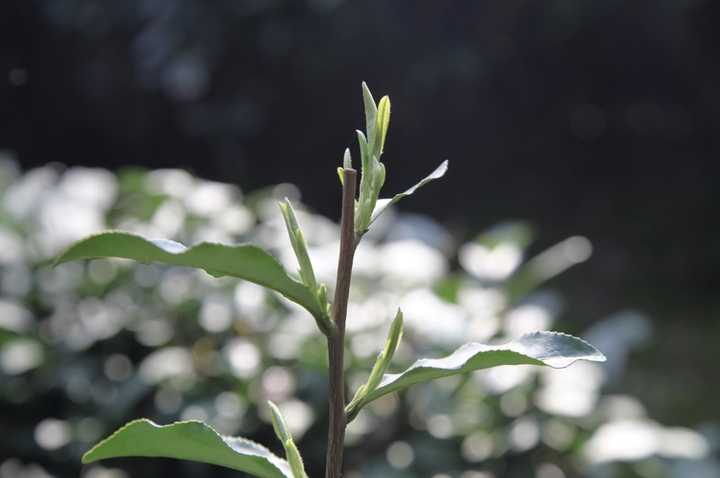 最好的补硒是什么茶