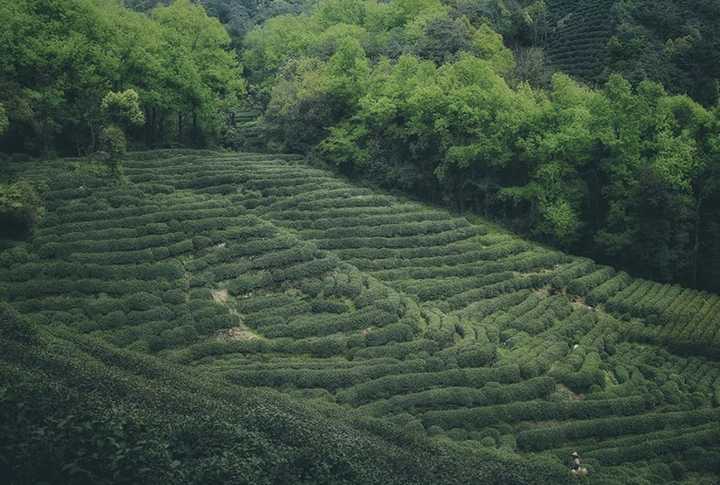 最好的补硒是什么茶