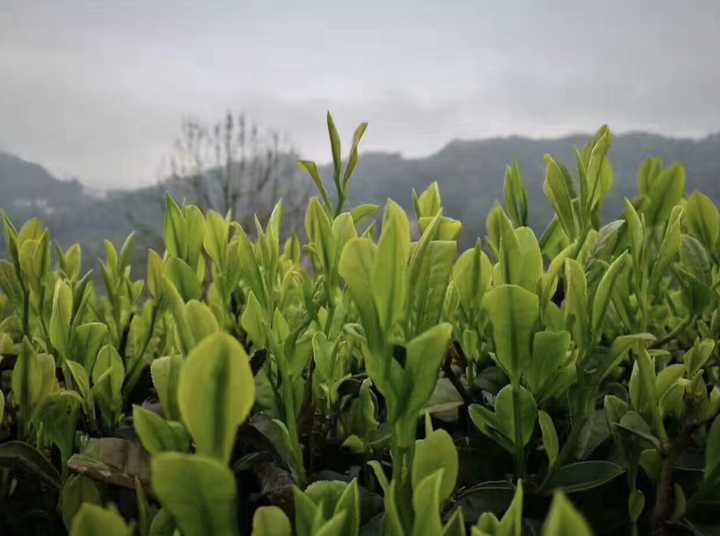 最好的补硒是什么茶