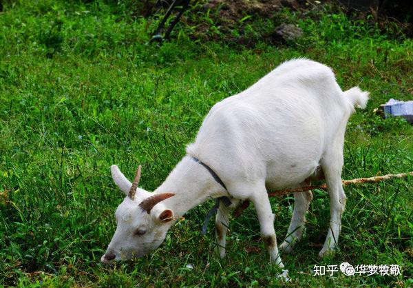 羊吃什么草可以补硒