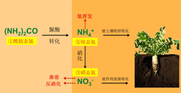 如何科学补钙