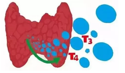 甲减的人是否要补硒