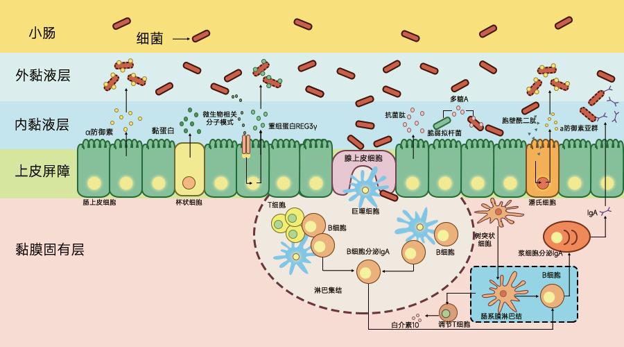 补硒提高身体免疫力