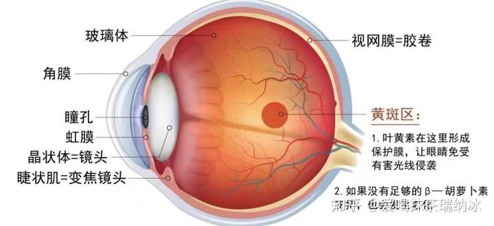 眼睛模糊补硒可以吗