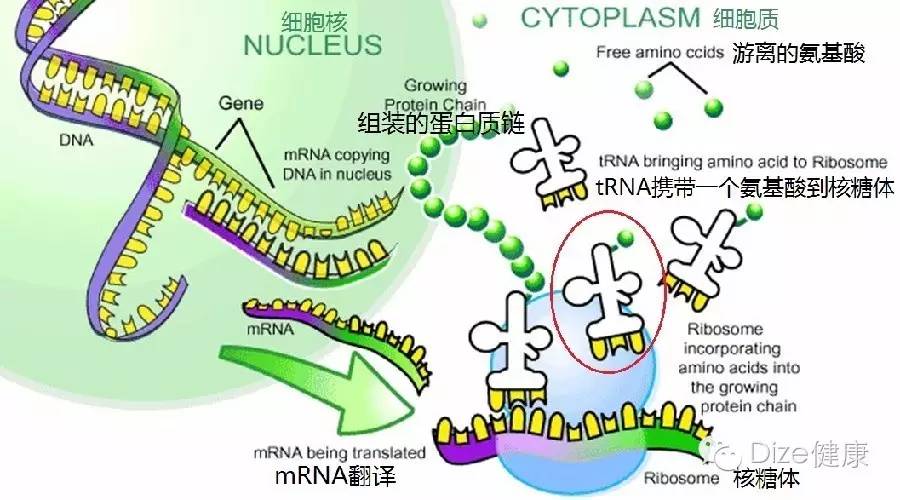 平时补点锌硒的坏处