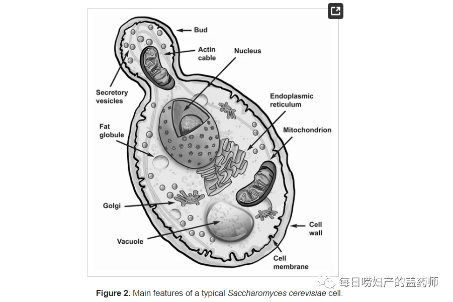 补硒的医保类有哪些