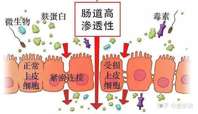 补硒对脾脏有关系么