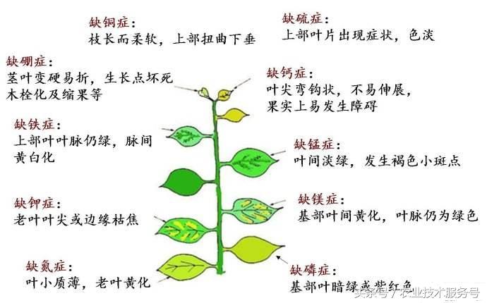 微量元素有什么作用