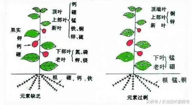 微量元素有什么作用