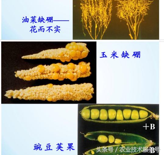 微量元素有什么作用