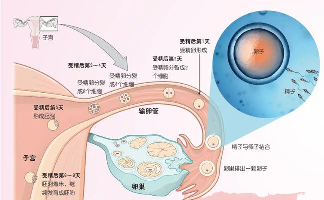 备孕补硒有什么作用