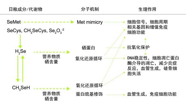 补硒对乳腺有影响吗