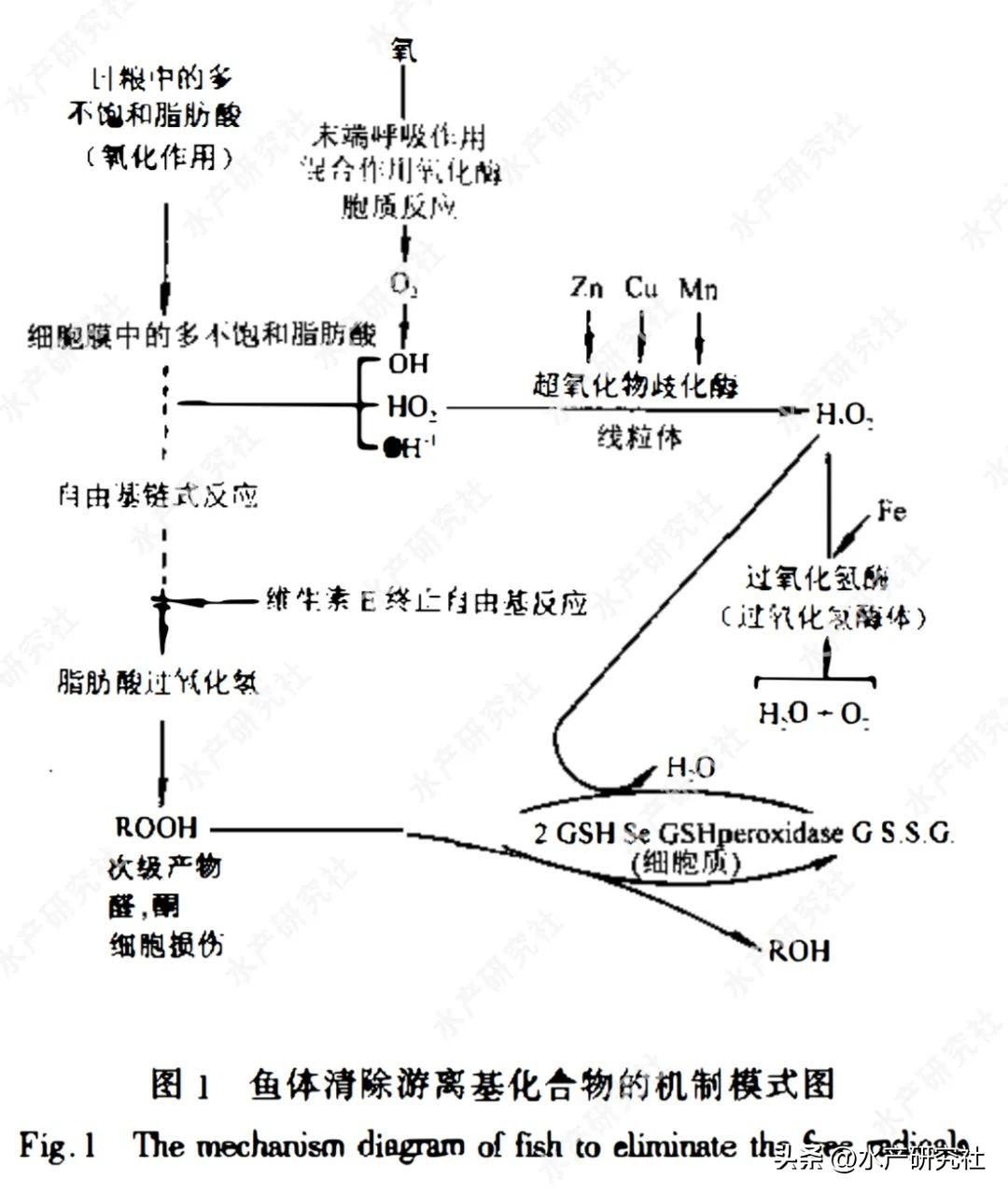 补硒药用功能有哪些