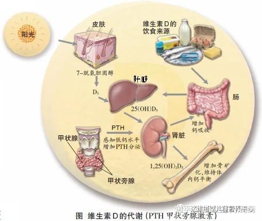 新生儿多久可以补钙