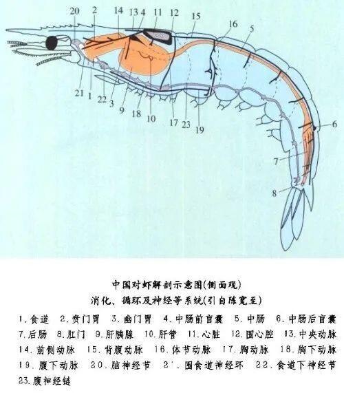 补硒会不会让尿酸高