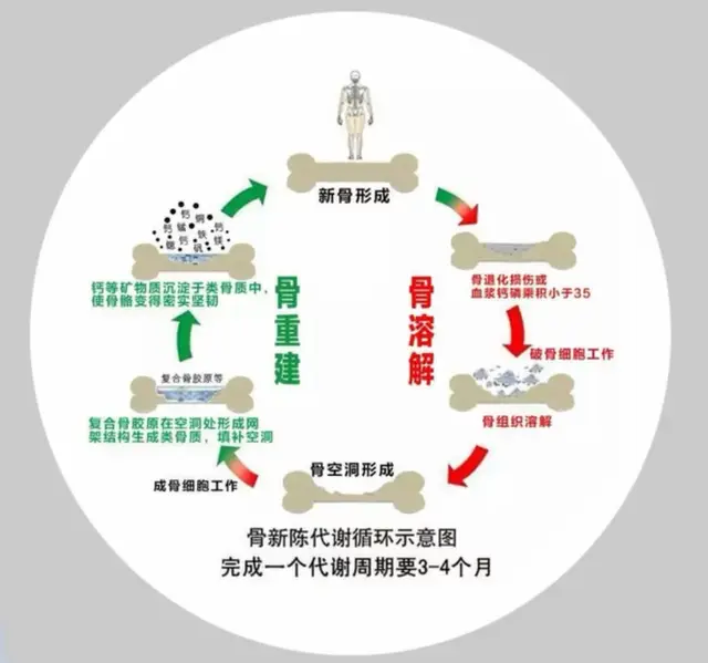 骨折可以补钙吗