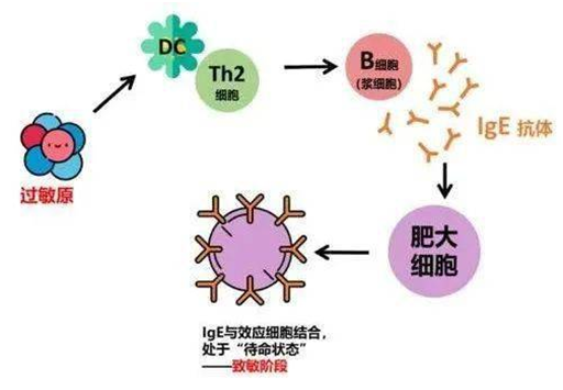 补硒会不会引起过敏