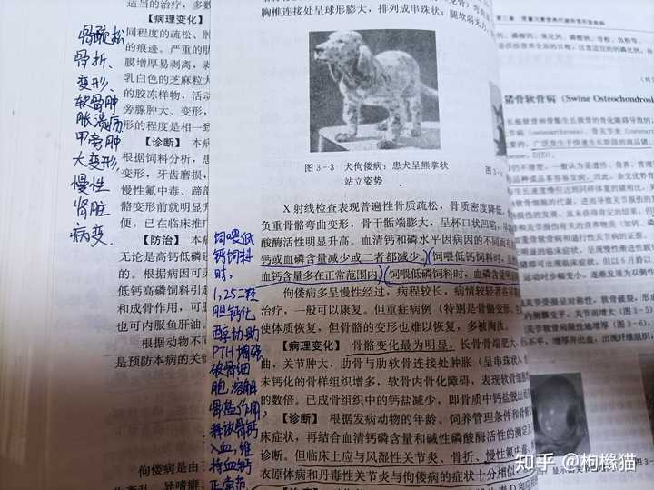 猪崽补硒中毒怎么办