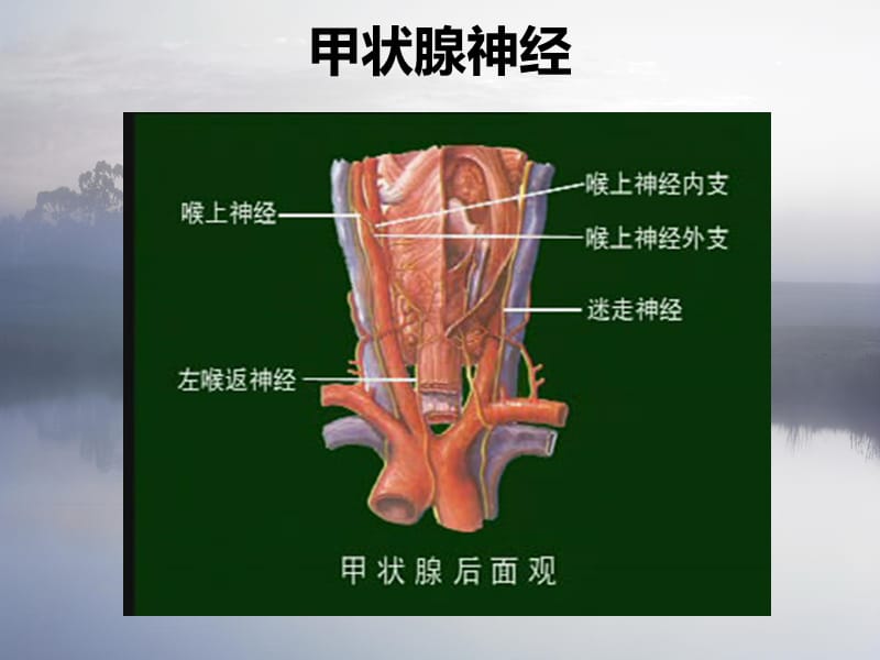 补硒对甲状腺有用吗