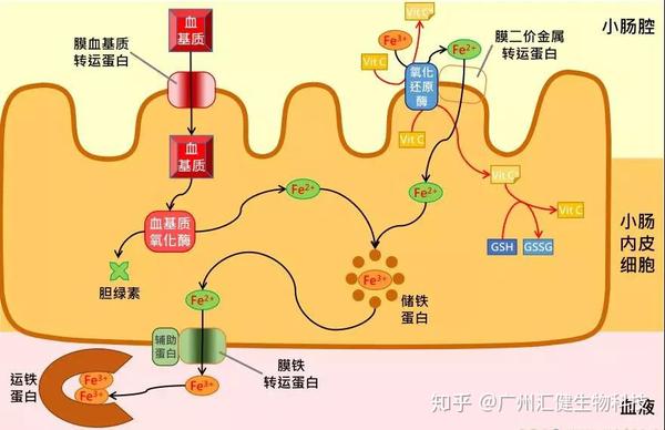 什么食物最补铁