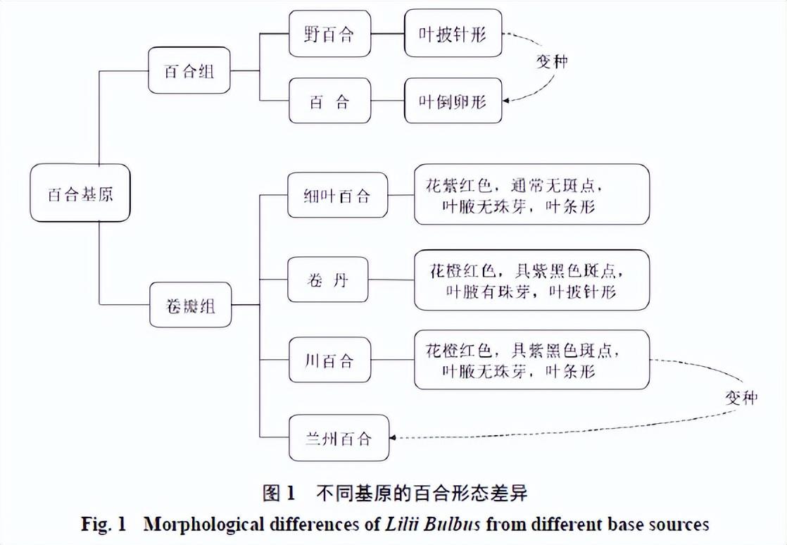 肺结节能补虫草硒吗