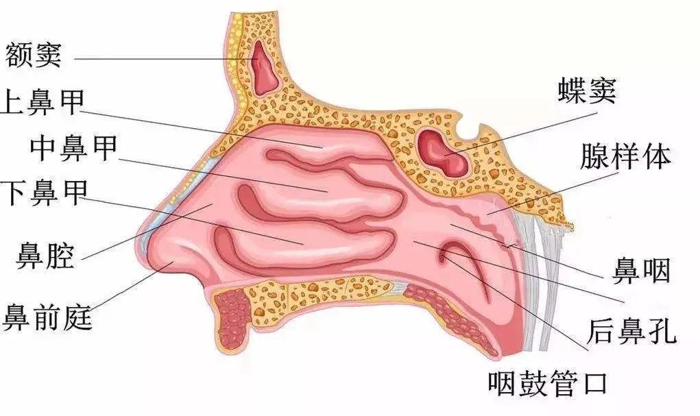 补硒后大便会变黑吗