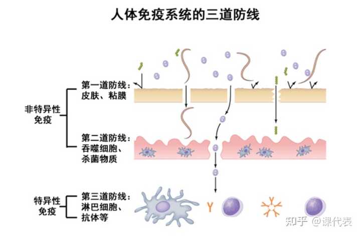 补硒有药片吗怎么吃