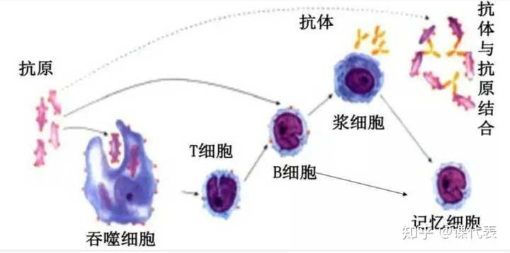 补硒有药片吗怎么吃