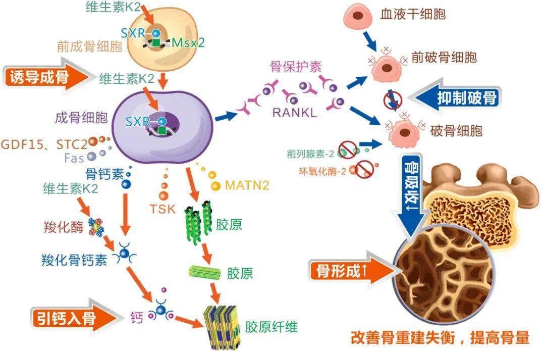 维生素d3可以补钙吗