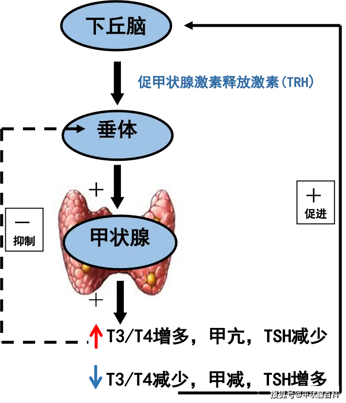 甲减病人需要补硒吗