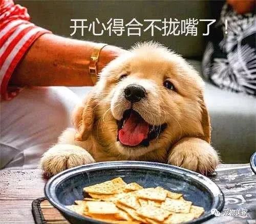 狗吃什么食物补钙