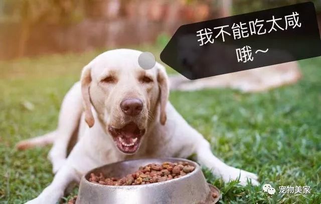 狗吃什么食物补钙