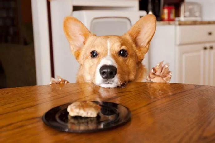 狗吃什么食物补钙