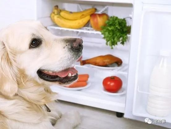 狗吃什么食物补钙