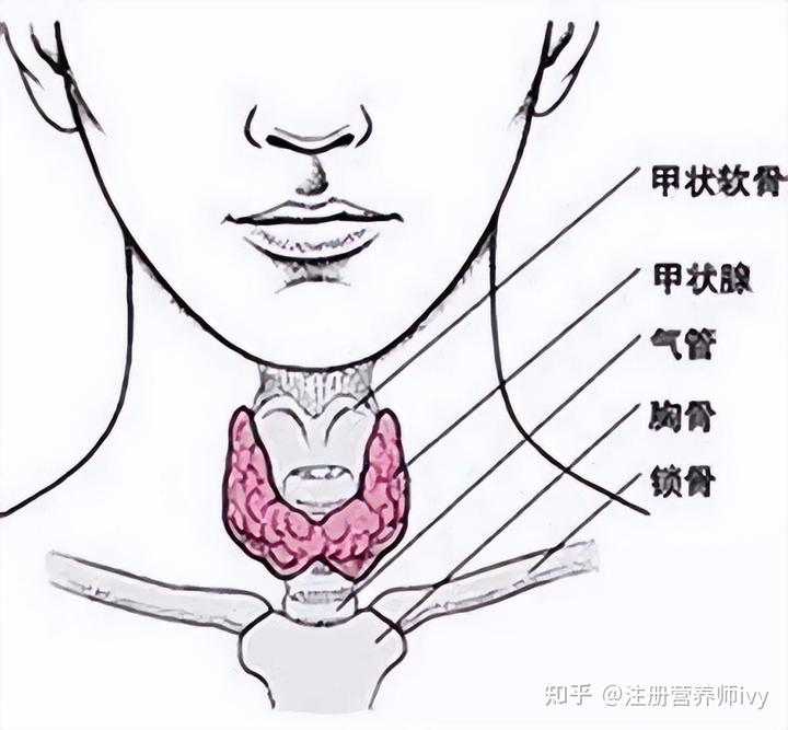 桥本需要补维d和硒