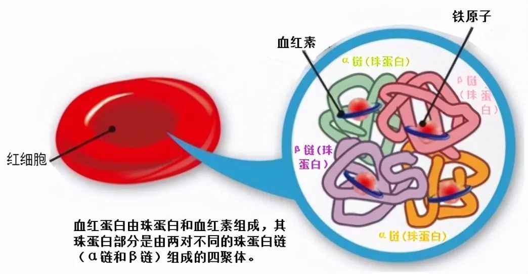 孕期不贫血需要补铁吗