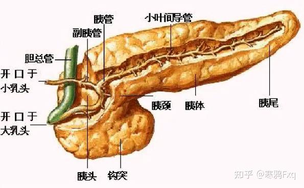 甲状腺癌补硒有用吗