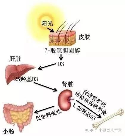 晒太阳补钙的最佳时间